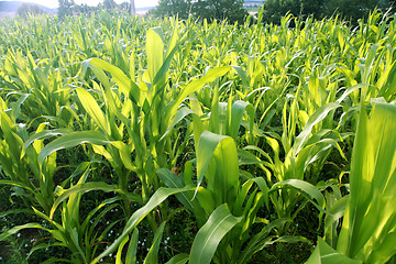 Image showing Green corn field