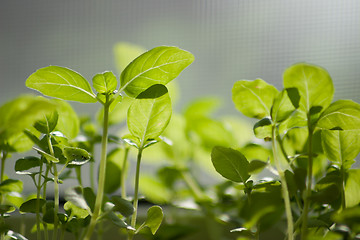 Image showing young shoots of basil