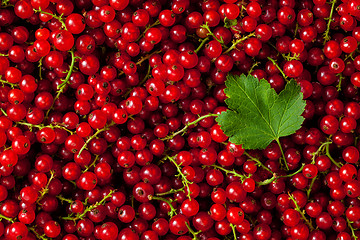 Image showing Redcurrant close up