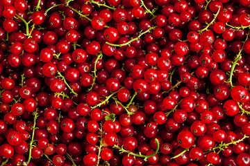 Image showing Redcurrant close up