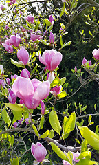 Image showing Beautiful branches of spring pink magnolia
