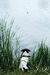 Image showing Dog sitting on the river Bank and looks afar