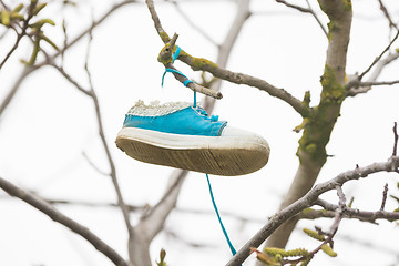 Image showing On the branch of a tree hung a shoe