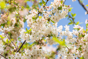 Image showing Blooming cherry