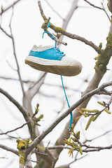 Image showing On a tree branch hanging shoe girl