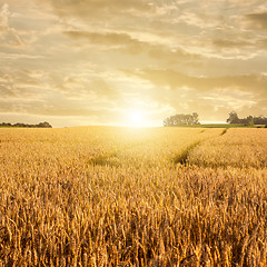 Image showing Golden wheat field