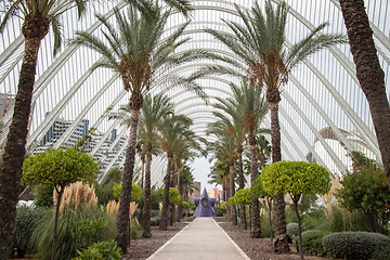 Image showing Palm alley in the City of Arts and Sciences