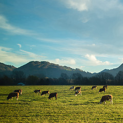 Image showing Magnificent Alpine landscape with cows grazing on the meadow at sunrise.