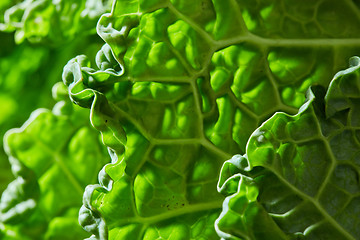 Image showing Savoy cabbage texture