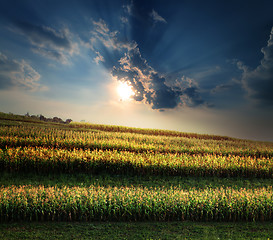 Image showing corn field at sunset