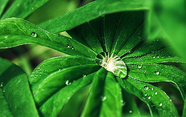 Image showing Drop of dew closeup