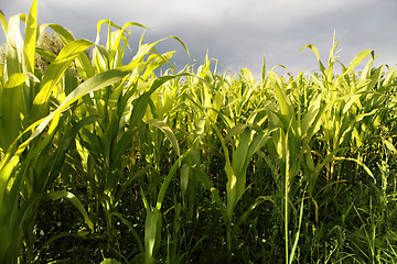 Image showing Green corn growing up