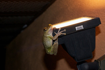 Image showing frog on lamp