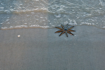 Image showing 9 legged starfish