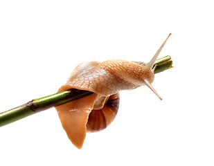 Image showing Snail crawling on the stem