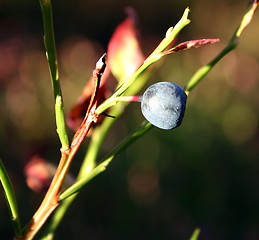 Image showing blueberry