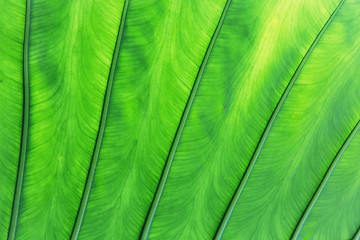 Image showing green palm tree leaf