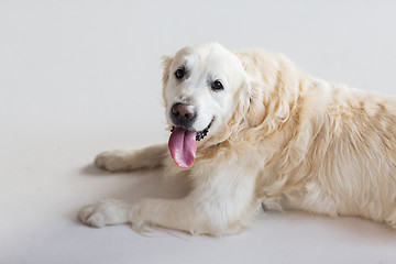 Image showing close up of golden retriever dog lying on floor