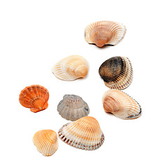 Image showing Seashells isolated on white 