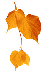 Image showing Yellowed leaves on white background