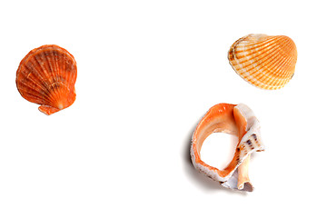 Image showing Two seashells and broken rapana