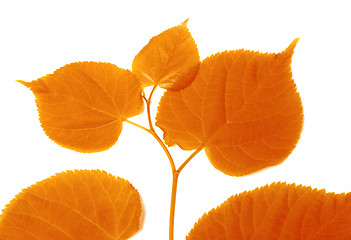 Image showing Autumnal sprig of linden-tree