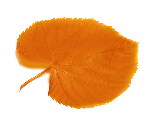 Image showing Autumnal linden-tree leaf