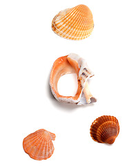 Image showing Seashells and broken rapana 