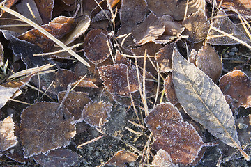 Image showing Autumn leaves