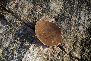 Image showing Autumn leaf