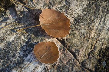 Image showing Autumn leaves