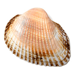 Image showing Seashell on white background