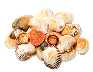 Image showing Seashells of anadara and scallop