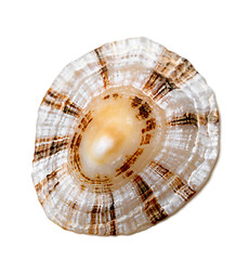 Image showing Shell of true limpet