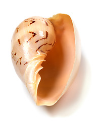 Image showing Seashell of Cymbiola