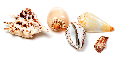 Image showing Exotic seashells on white