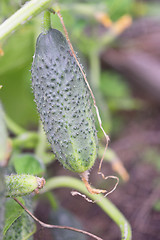 Image showing growing cucumbers