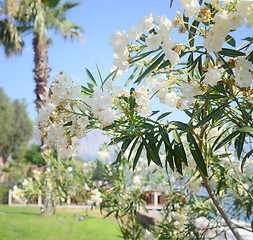 Image showing south white flowers