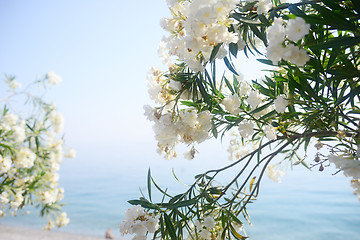 Image showing flowers against sea