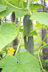 Image showing growing cucumbers