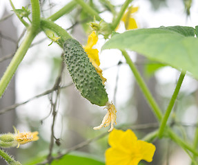 Image showing growing cucumbers