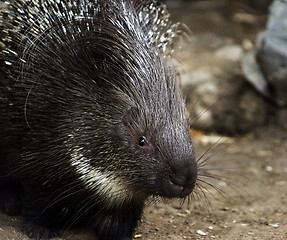 Image showing Porcupine