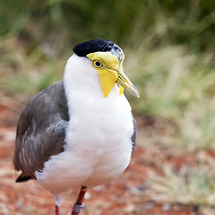 Image showing Masked lapwing (also known as the masked plover)