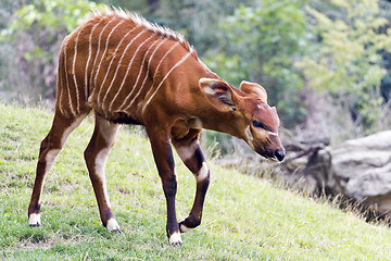 Image showing Bongo (antelope)