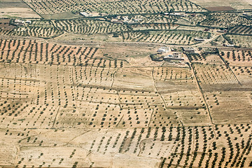 Image showing Olive plantation in Tunisia