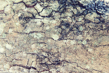 Image showing tree trunk bark texture