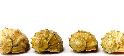 Image showing four cockleshells