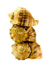 Image showing three shells