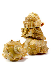 Image showing cockleshells