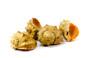 Image showing four cockleshells